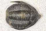 Diademaproetus Trilobite - Ofaten, Morocco #128976-2